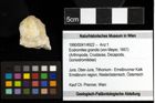 Foto (Objekt + Etiketten) von Eodromites grandis (von Meyer, 1857) 